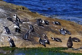 flock of penguins on the ocean