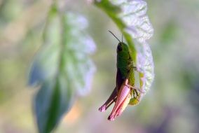 Tettigonia Viridissima Grasshopper on leaf macro