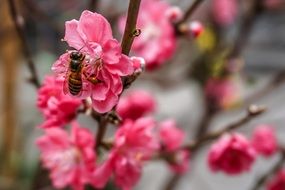 delightful Honey on the beautiful blooming pink and white flowers