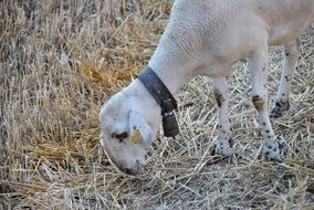 sheep with a collar eating dry grass