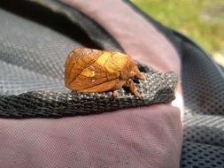 brown insect on a backpack