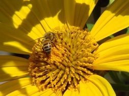 Bee is on the yellow flower in nature