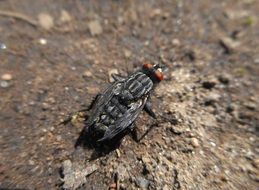 closeup of a fly on ground