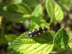 spotted beetle on a sage leaf