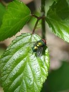 greenfly on the green leaf