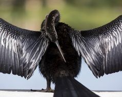 black water bird of Florida