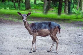 Photo of Damm Wild
