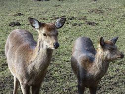 Two roe deers live in the wildlife park