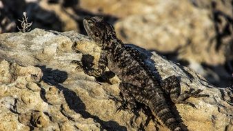 basking lizard