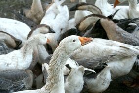 flock of colorful geese on a farm