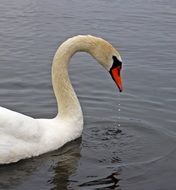 Picture of the swan in a water