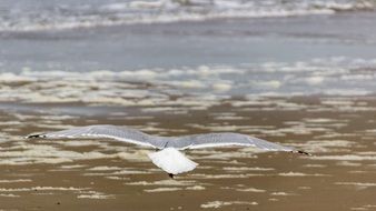 bird with wide wingspan in flight