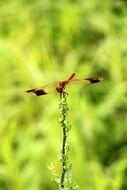 red dragonfly on a green blade of grass at blurred background
