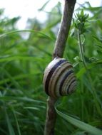 pleasant Snail