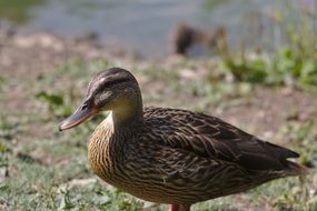 duck on the shore near the pond