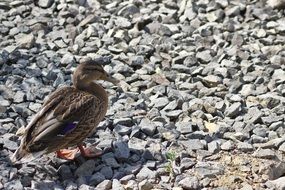 duck on the stones