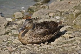 duck lying on the rocks near the pond