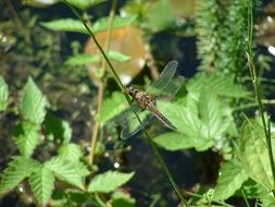 dragonfly among green plants on a pond