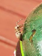 spiny scary spider close
