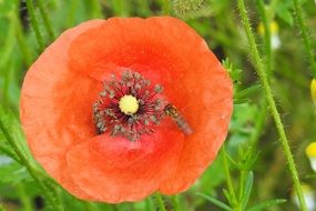 wild bee on the red poppy