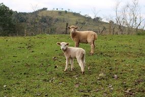 lambs on green grass