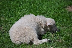 sheep is lying on the grass