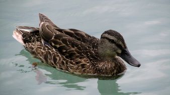 brown duck in the clear water of lake Balaton