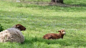 strikingly beautiful Sheeps