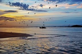 Sea Birds in flight at Sunrise