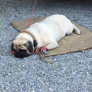 Picture of Purebred Dog