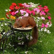 red Squirrel eating seeds on wrought iron garden decoration with flowers