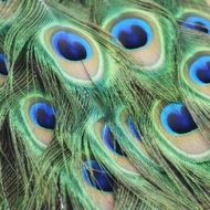 filigree peacock feathers