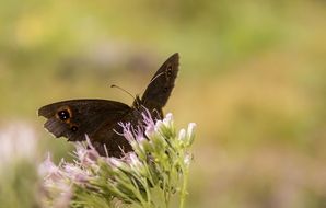 Colorful butterfly on a colorful mountain flowers