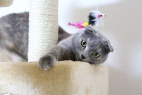 gray cute scottish fold
