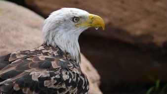 profile portrait of an eagle