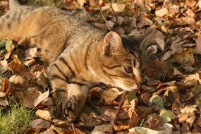 pleasant gold Cat