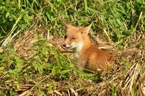 portrait of wild red fox in Netherlands