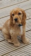 puppy of the Golden Spaniel