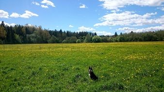 happy dog ââon a green summer meadow