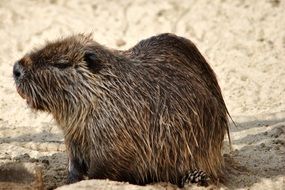 Nutria Rodent Mammal