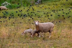 flock of black birds over sheep in the pasture