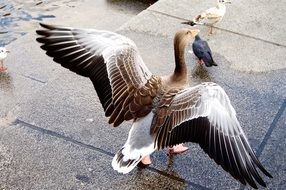 Duck and other birds