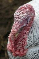 Turkey Bauer Bird