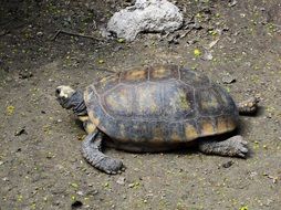 beautiful and cute slow Turtle