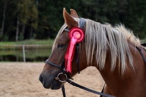 portrait of horse with a pink ribbon