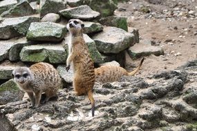 three meerkats run on stones in the reserve