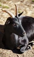 horned black animal