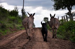 two donkeys and a dog walk along the road