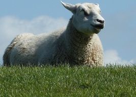 White sheep in spring field