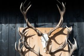 trophy in the form of a deer skull